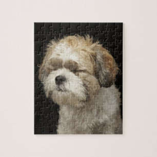 Quebra-cabeça Brown e Shih branco Tzu com os olhos fechados