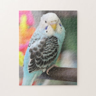 Quebra-cabeça Budgie