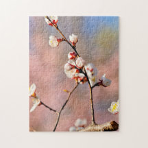 Buds De Flores Apricot Japonesas Em Primavera