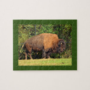 Quebra-cabeça Buffalo (Bison) Kansas, Oklahoma, Wyoming