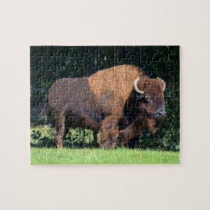 Quebra-cabeça Buffalo (Bison) Kansas, Oklahoma, Wyoming