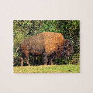 Quebra-cabeça Buffalo (Bison) Kansas, Oklahoma, Wyoming