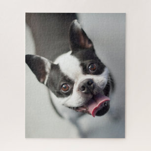 Quebra-cabeça Buldogue francês das imagens   de Getty