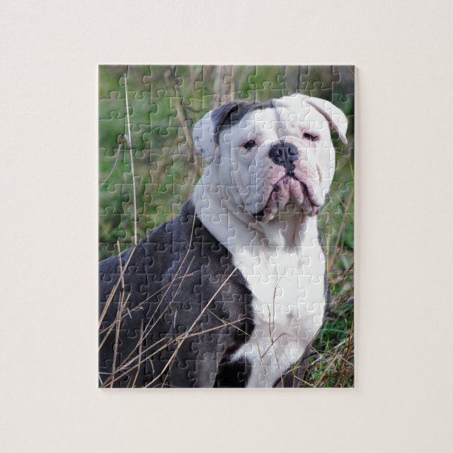 Quebra-cabeça Buldogue Inglês (Vertical)