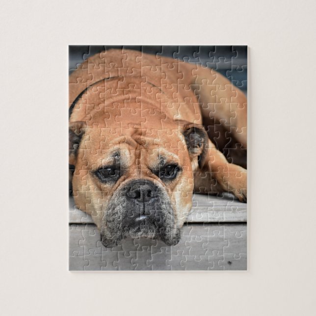 Quebra-cabeça Bull Dog (Vertical)