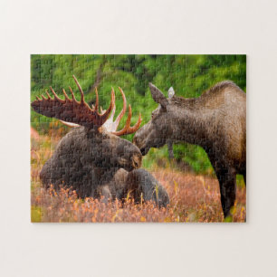 Quebra-cabeça Bull e Cow Moose Alaska.