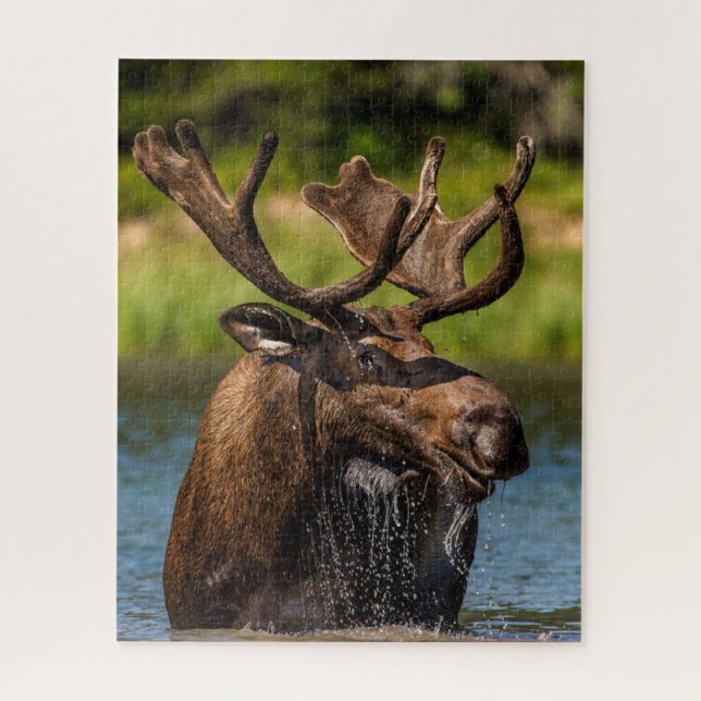 Quebra-cabeça Bull Moose | Glacier National Park Montana (Vertical)