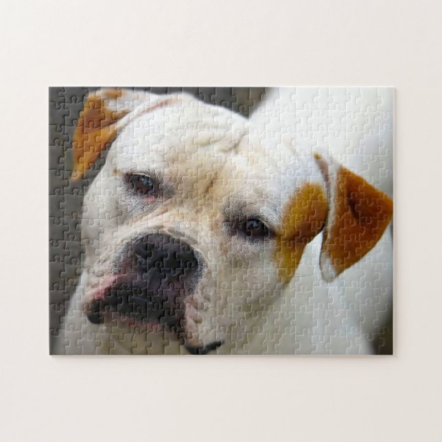 Quebra-cabeça Bulldogue de pedigree. (Horizontal)