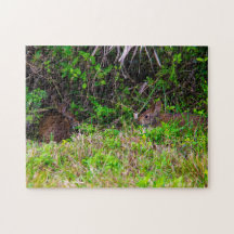 Bunny Rabbit Hare Wetlands Bonita Natureza Castanh