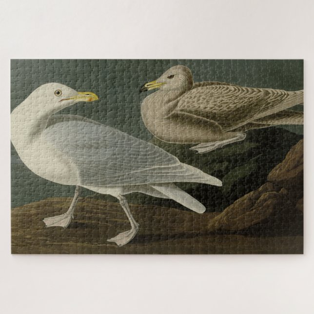 Quebra-cabeça Burgomaster Gull - das Aves da América de Audubon (Horizontal)