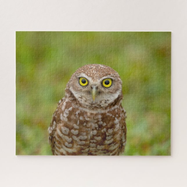Quebra-cabeça Burrowing Owl (Horizontal)