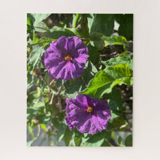 Quebra-cabeça Bush de Batata Roxa, Oakland
