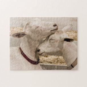 Quebra-cabeça Cabras que Snuggling