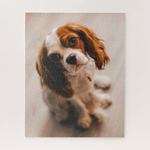 Quebra-cabeça Cachorro Branco-Branco-Cabeleira-Triste-Triste