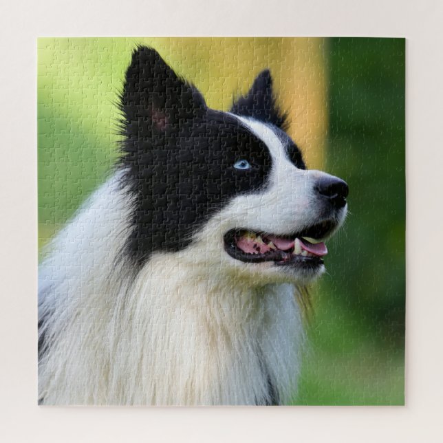 Quebra-cabeça Cachorro Collie de Borda Negra (Vertical)