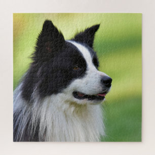 Quebra-cabeça Cachorro Collie de Borda Preta e Branca