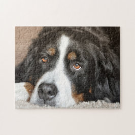 Quebra-cabeça Cachorro da Montanha Bernese