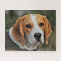 Cachorro de Beagle Hound