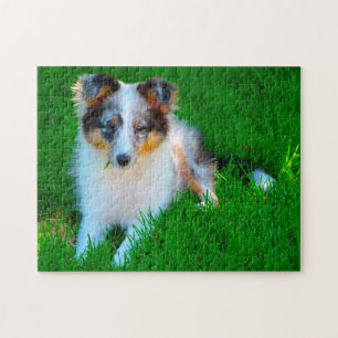 Quebra-cabeça Cachorro de Pastoreio Shetland Jigsaw.