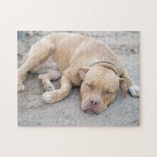 Quebra-cabeça Cachorro de Pitbull Terrier americano
