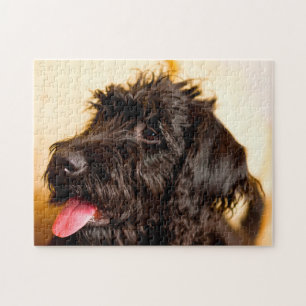 Quebra-cabeça Cachorro Labradoodle.