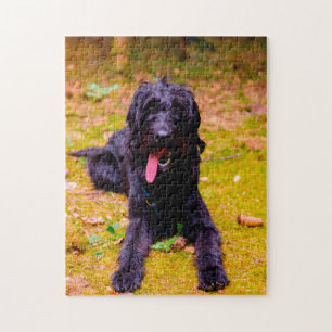 Quebra-cabeça Cachorro Labradoodle.