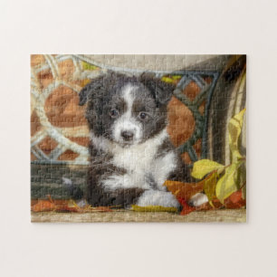 Quebra-cabeça Cachorro Mini Aussie Shepherd Cachorro De Cor Biol