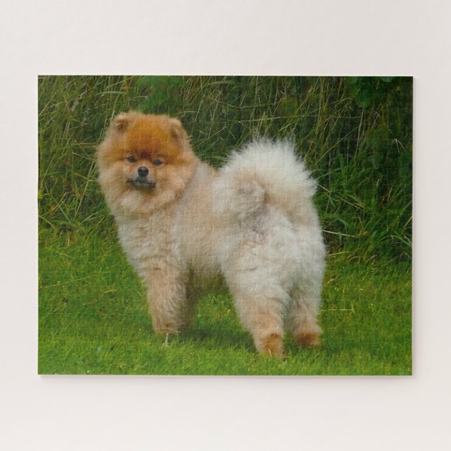 Quebra-cabeça Cachorro Pomerânia Spitz Anão. (Horizontal)