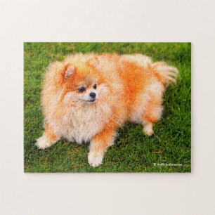 Quebra-cabeça Cachorro Pomerano Cute Adorável