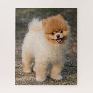 Quebra-cabeça Cachorro Pomerano Marrom