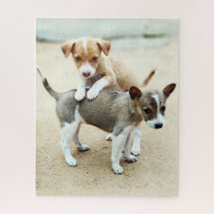 Quebra-cabeça Cachorros bonitos brincando na praia