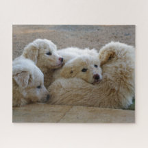 Cachorros de Guardião Branco