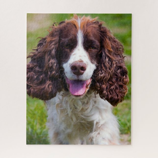 Quebra-cabeça Cachorros Espanhol Springer Jigsaws. (Vertical)