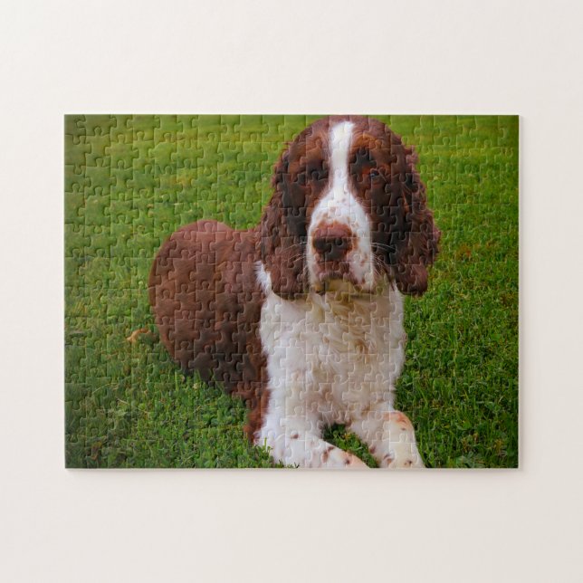 Quebra-cabeça Cachorros Espanhol Springer Jigsaws. (Horizontal)