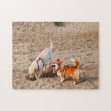 cachorros legais na praia