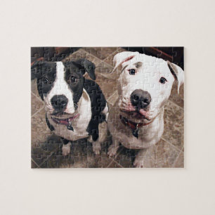 Quebra-cabeça cachorros pitbull adoráveis