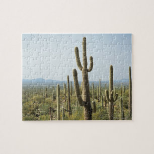 Quebra-cabeça Cacto no parque nacional de Saguaro, arizona 2