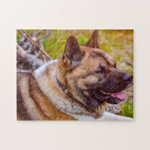 Quebra-cabeça Cães Akita.