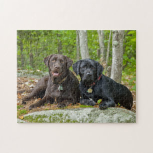 Quebra-cabeça Cães Cachorros Cachorros Puppies Black Lab Chocol