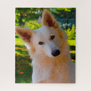 Quebra-cabeça Cães Pastor Suíço Branco Jigsaws.