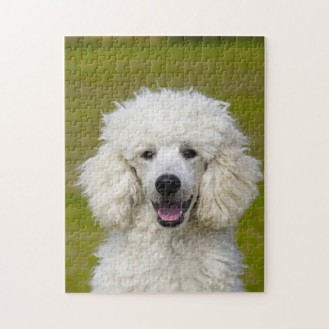 Quebra-cabeça Cães Poodle. (Vertical)