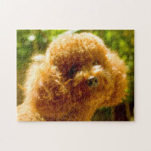 Quebra-cabeça Cães Poodle.
