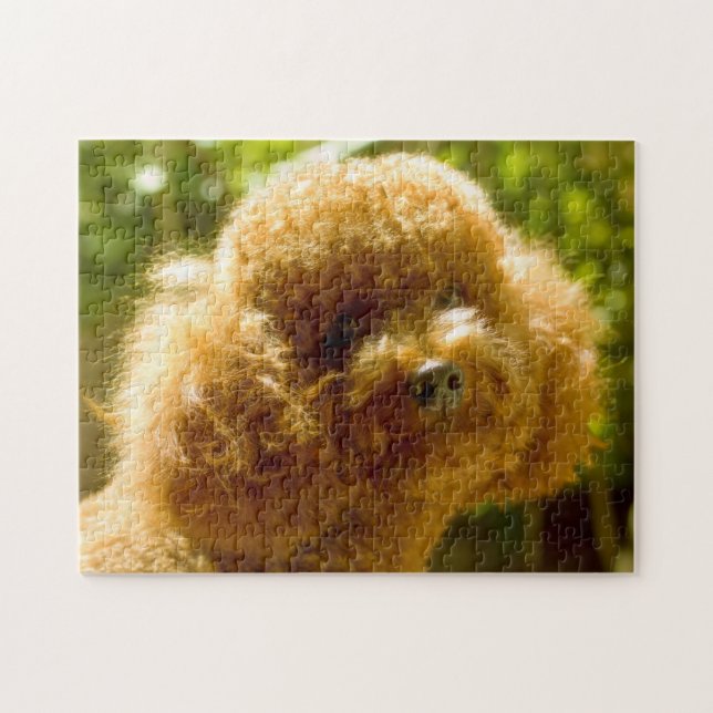 Quebra-cabeça Cães Poodle. (Horizontal)