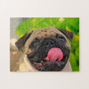 Quebra-cabeça Cães Pug.