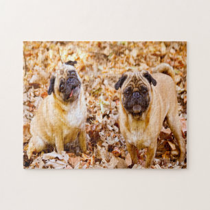 Quebra-cabeça Cães Pug.