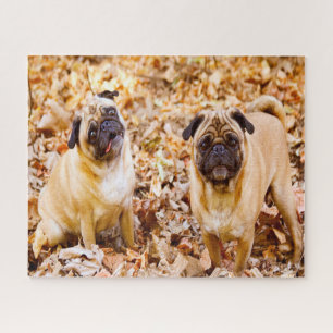 Quebra-cabeça Cães Pug.
