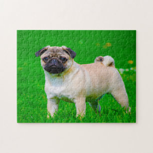 Quebra-cabeça Cães Pug.