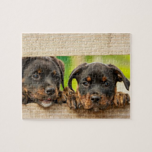 Quebra-cabeça Cães Rottweiler Cachorros (Horizontal)
