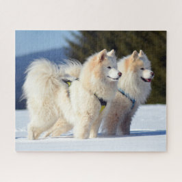 Quebra-cabeça Cães Samoyed na Neve