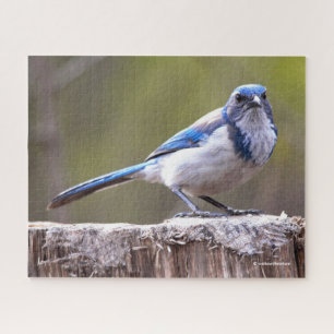 Quebra-cabeça California Scrub Jay Songbird em Treestump